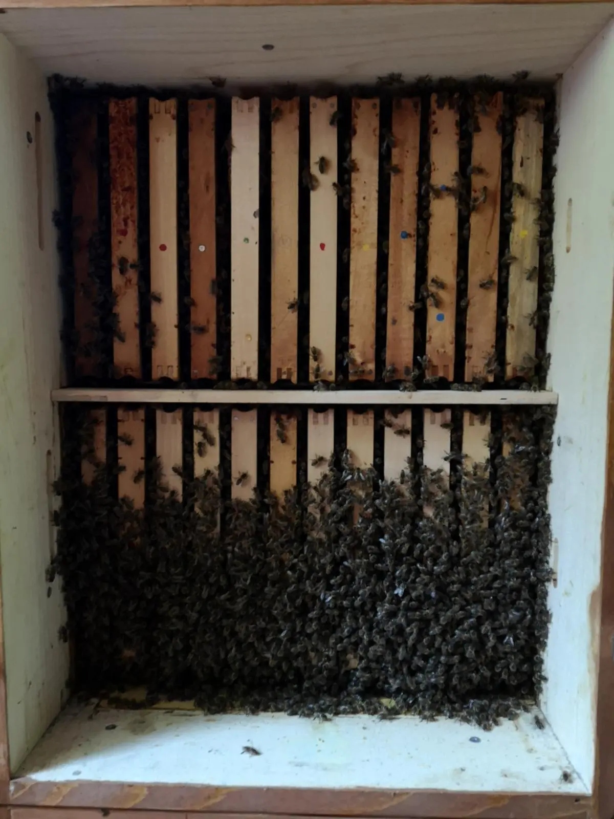 Utrinki iz čebelnjaka 37